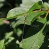 IMG_0726 Chalcolestes viridis